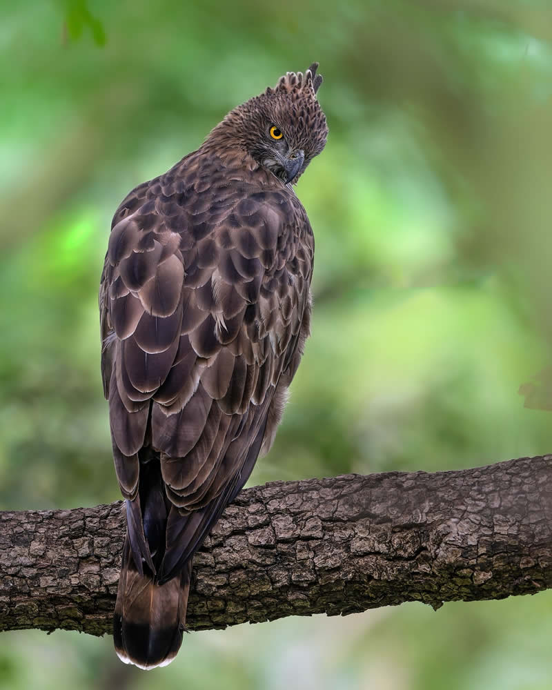 Indian Bird Photography by Subhash Saraff