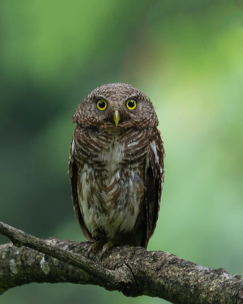 Indian Bird Photography by Subhash Saraff