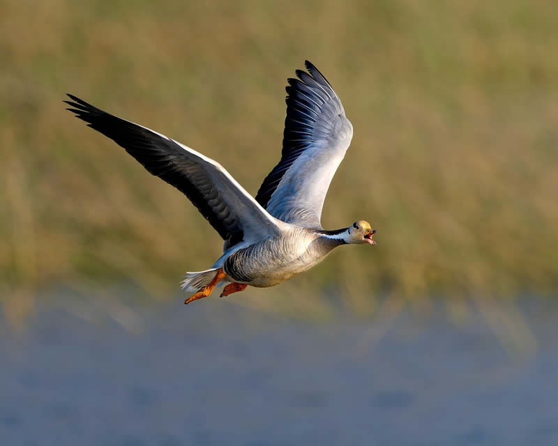 Indian Bird Photography by Subhash Saraff