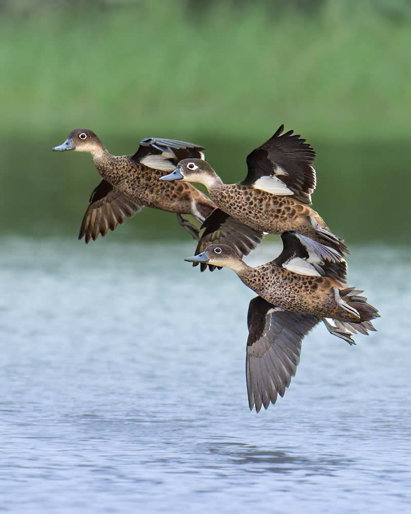 Indian Bird Photography by Subhash Saraff