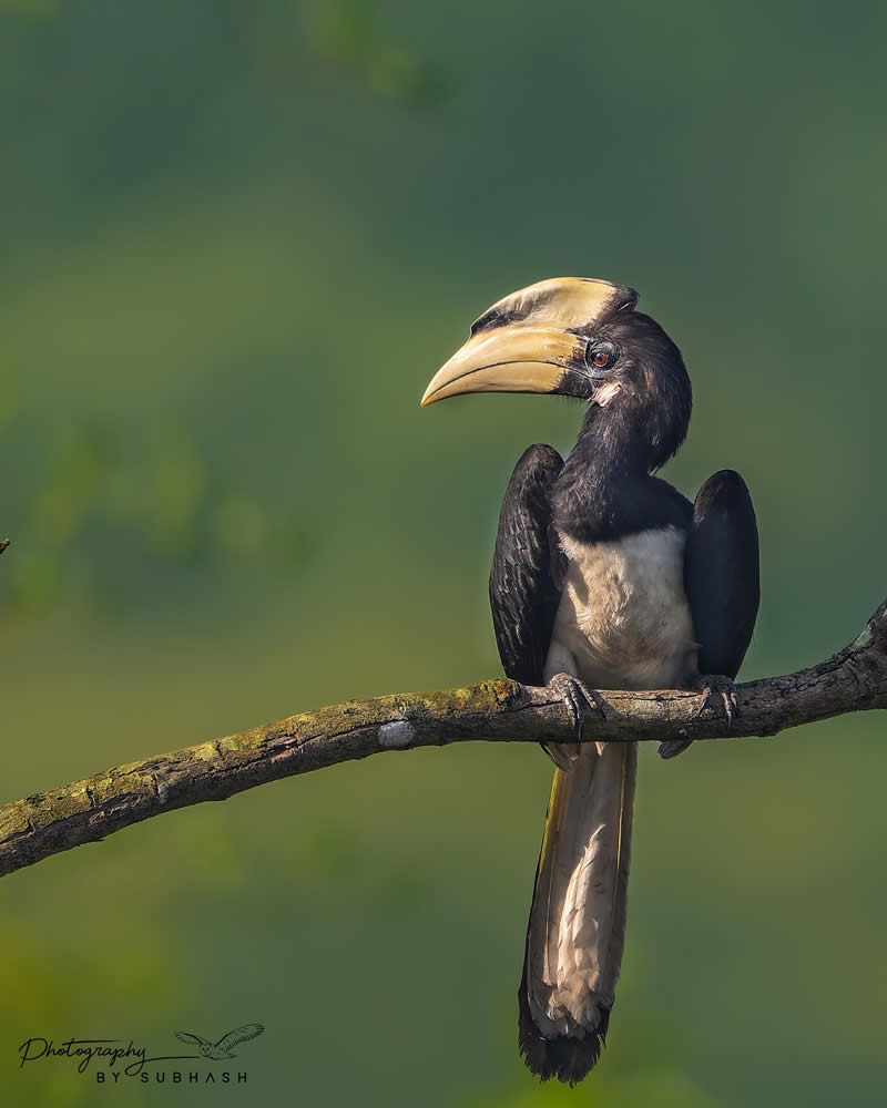 Indian Bird Photography by Subhash Saraff