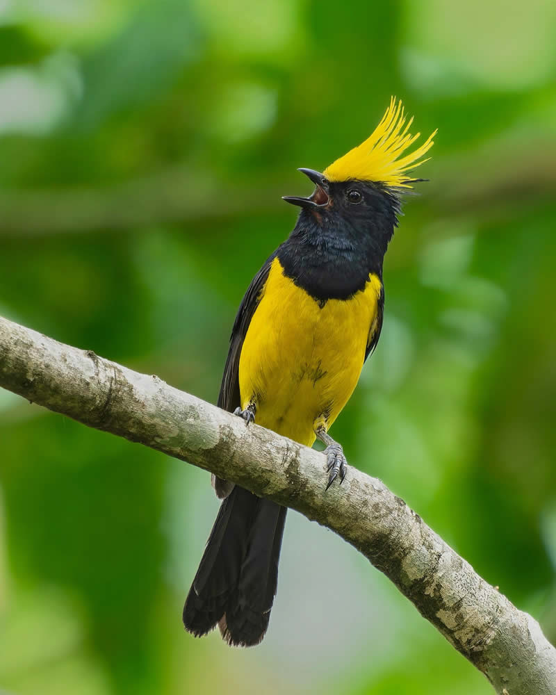 Indian Bird Photography by Subhash Saraff