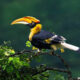 Indian Bird Photography by Subhash Saraff