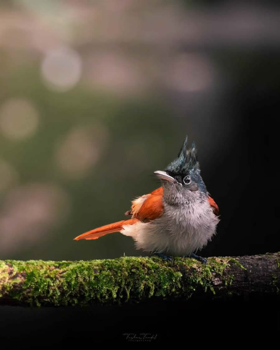 Indian Bird Photography by Tushar Tandel