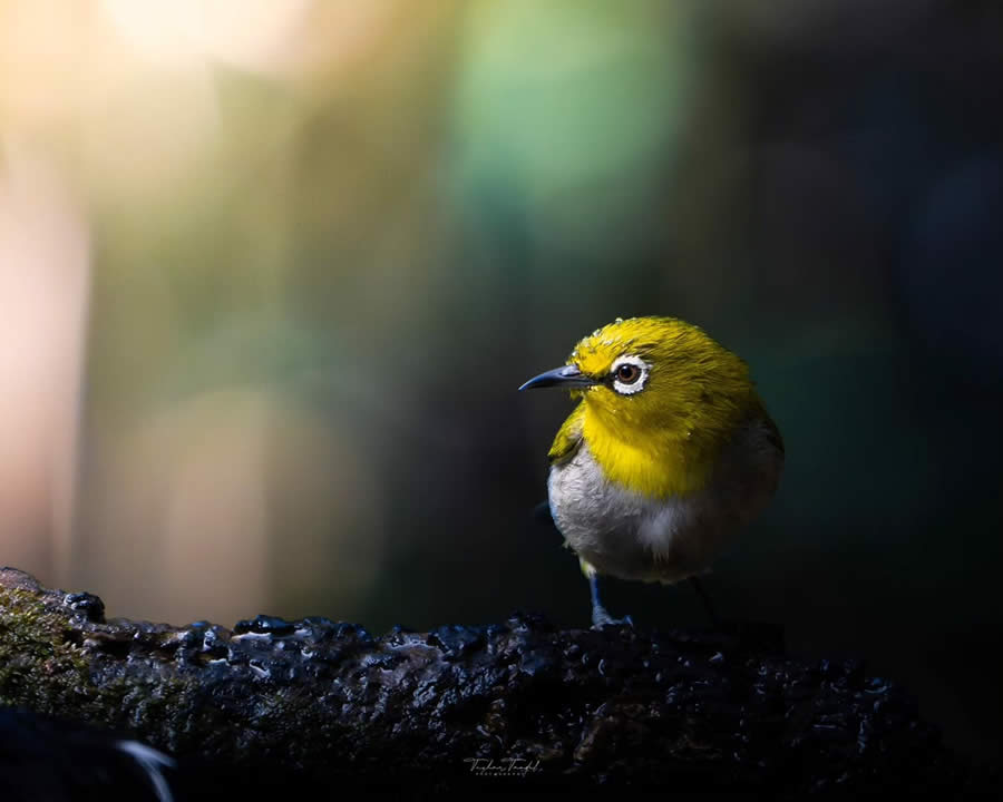 Indian Bird Photography by Tushar Tandel