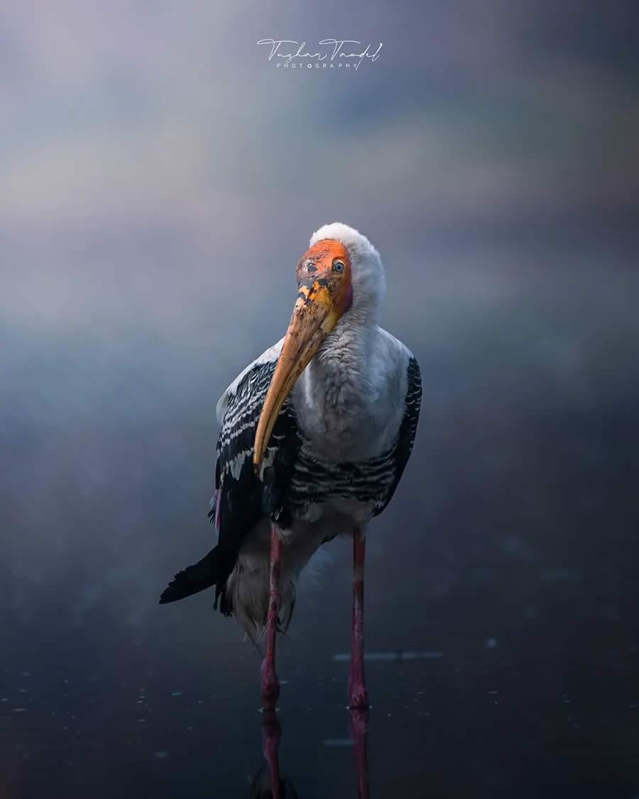 Indian Bird Photography by Tushar Tandel