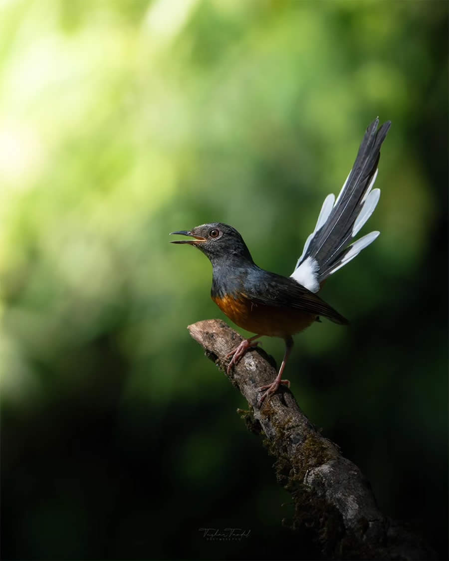 Indian Bird Photography by Tushar Tandel