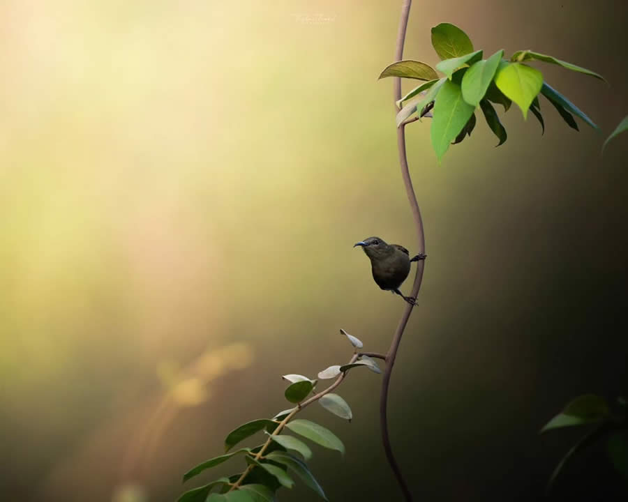 Indian Bird Photography by Tushar Tandel