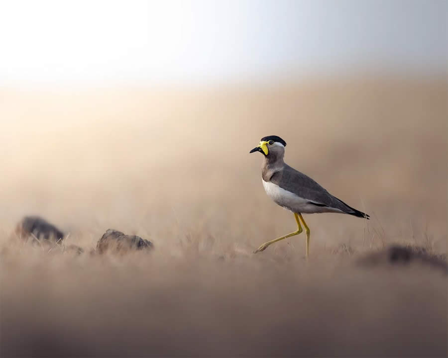 Indian Bird Photography by Tushar Tandel