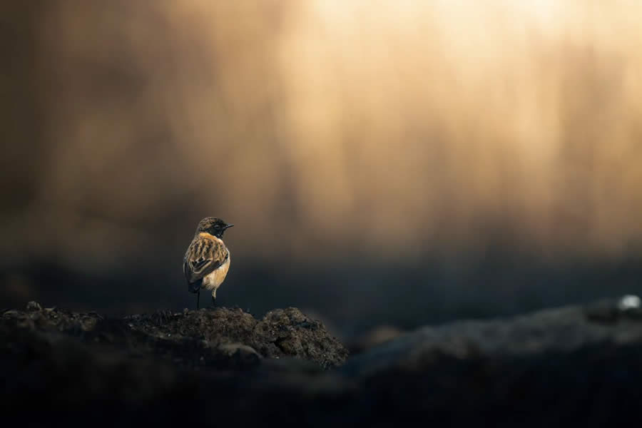 Indian Bird Photography by Tushar Tandel