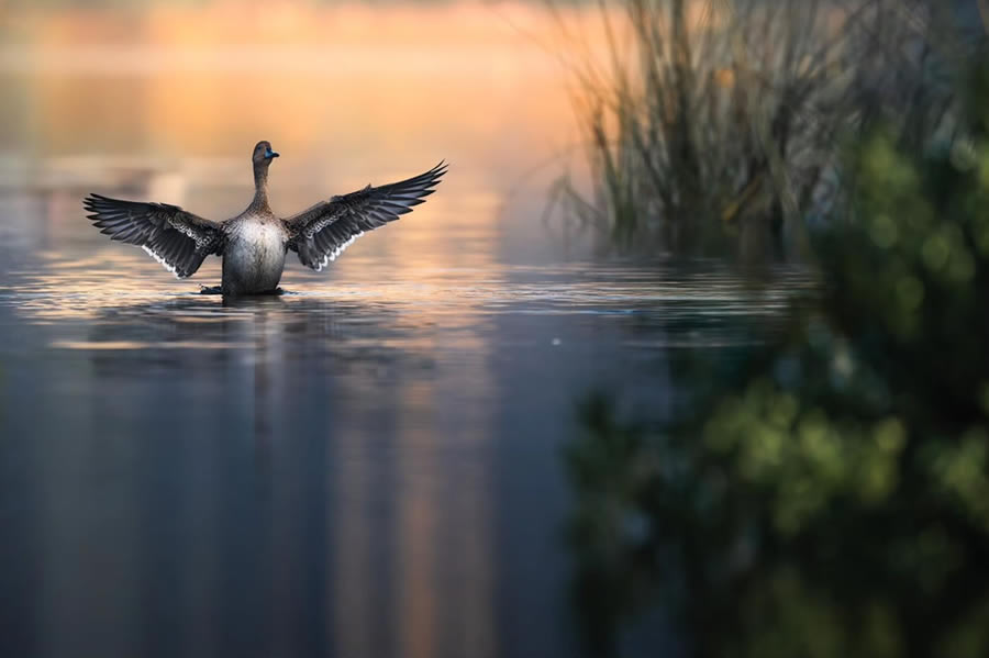 Indian Bird Photography by Tushar Tandel