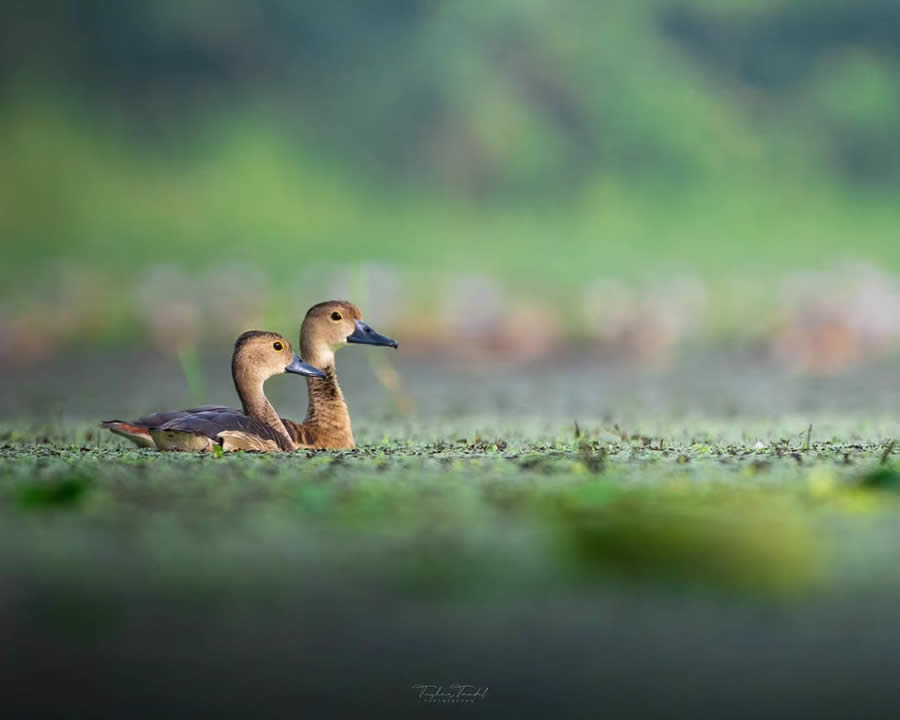 Indian Bird Photography by Tushar Tandel