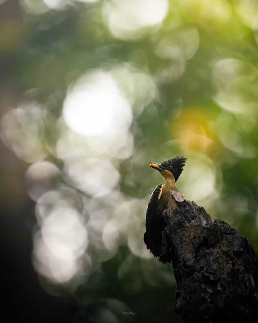 Indian Bird Photography by Tushar Tandel