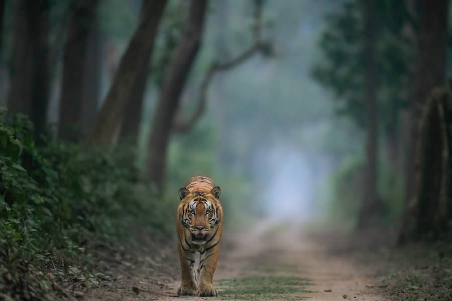 Wildlife Photography by Aarzoo Khurana