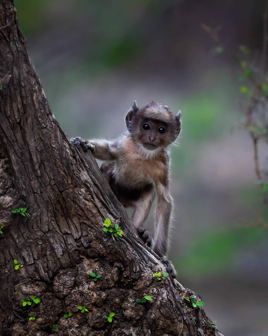 Wildlife Photography by Aarzoo Khurana