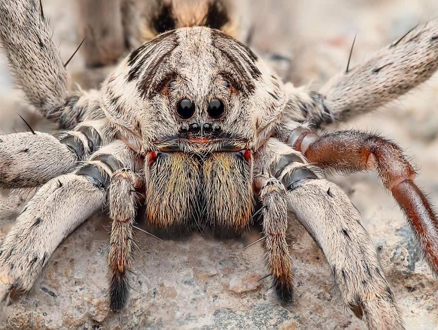 Macro Photography of Insects by Marta Albareda