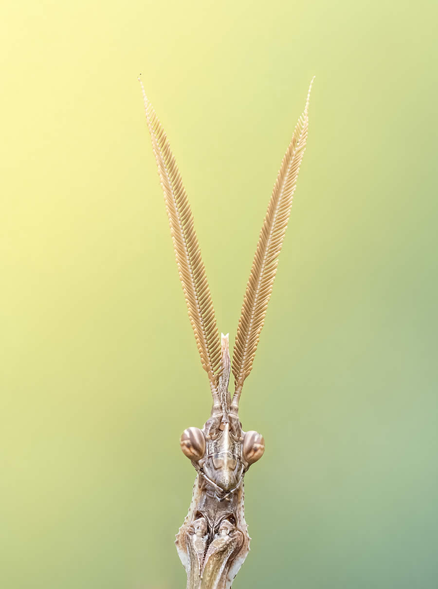 Macro Photography of Insects by Marta Albareda