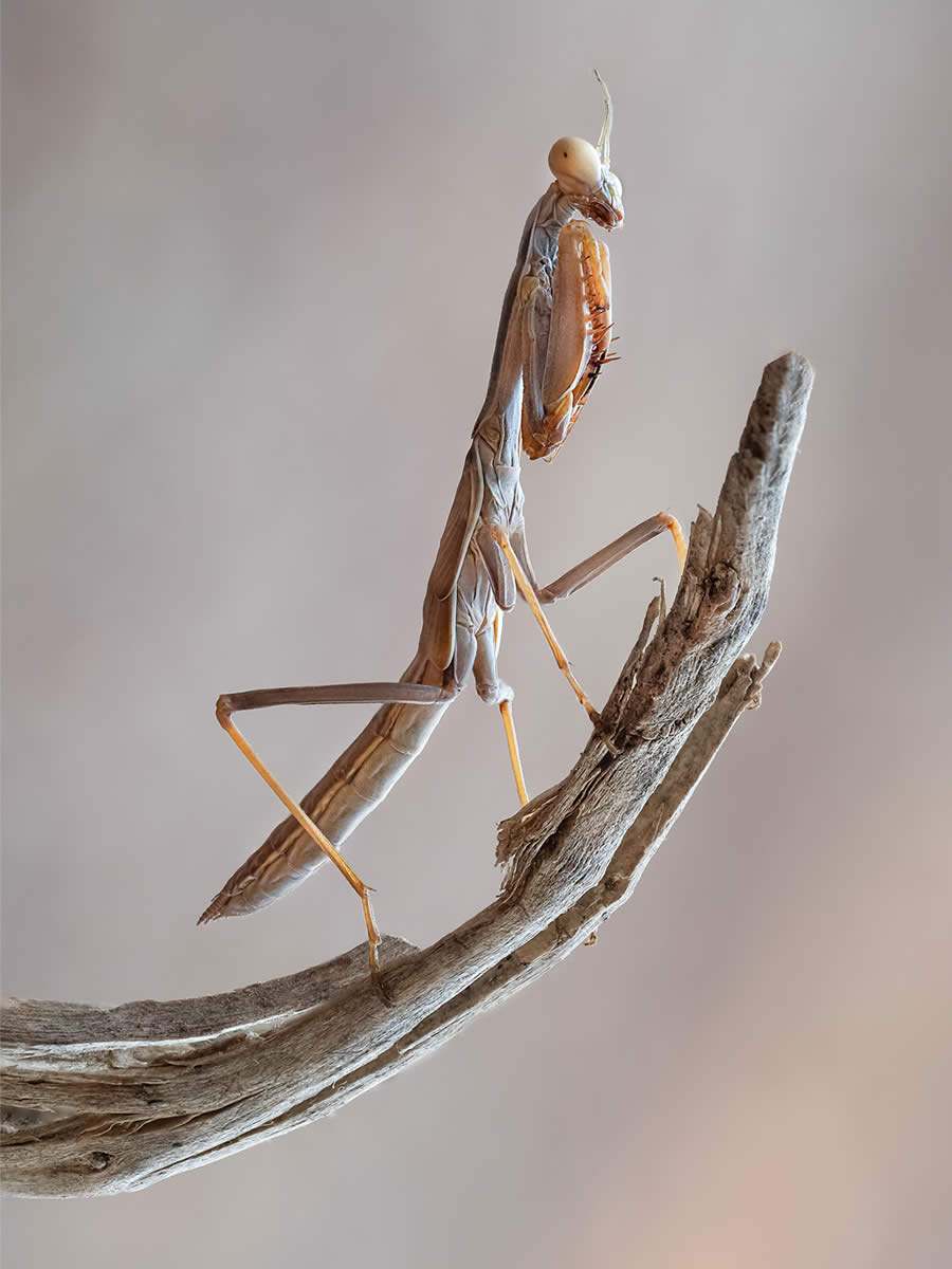 Macro Photography of Insects by Marta Albareda