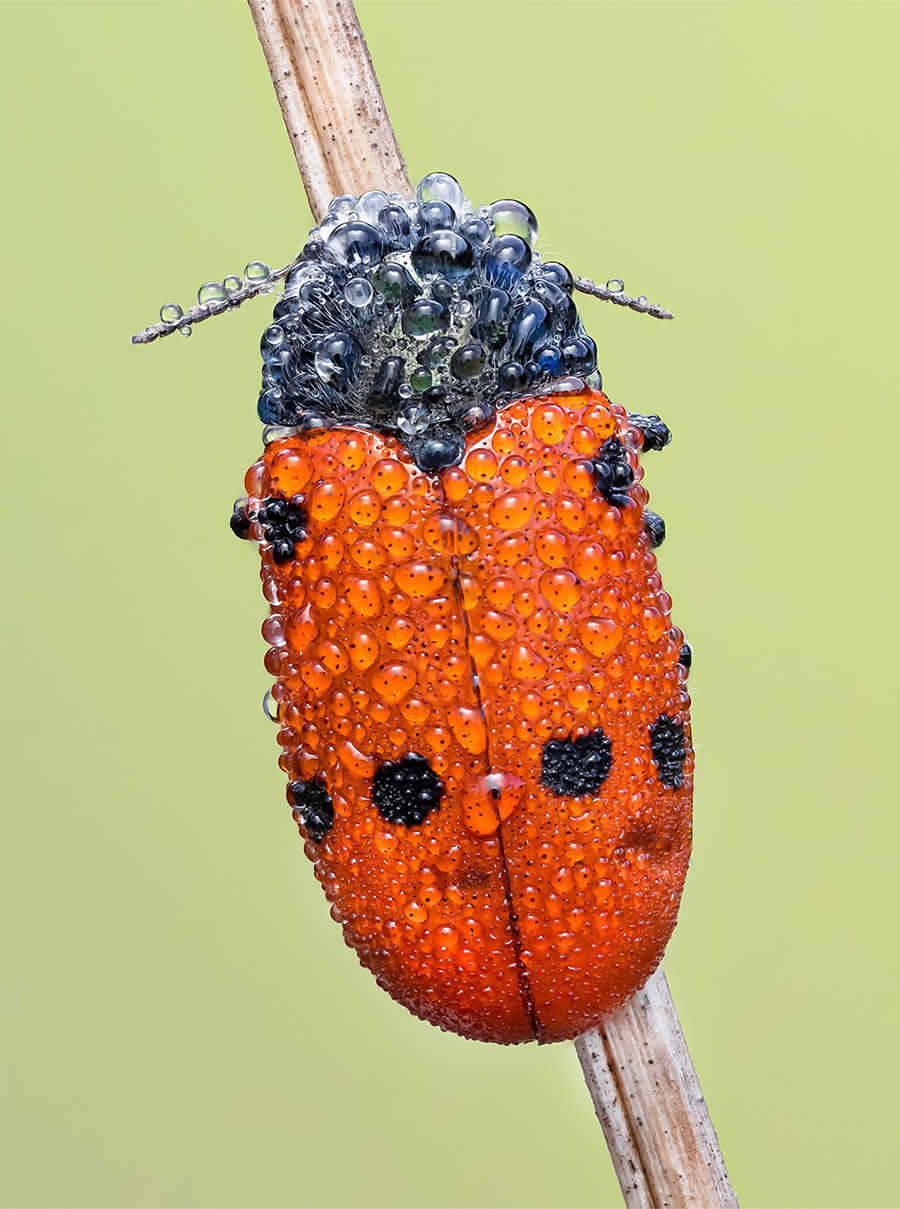 Macro Photography of Insects by Marta Albareda