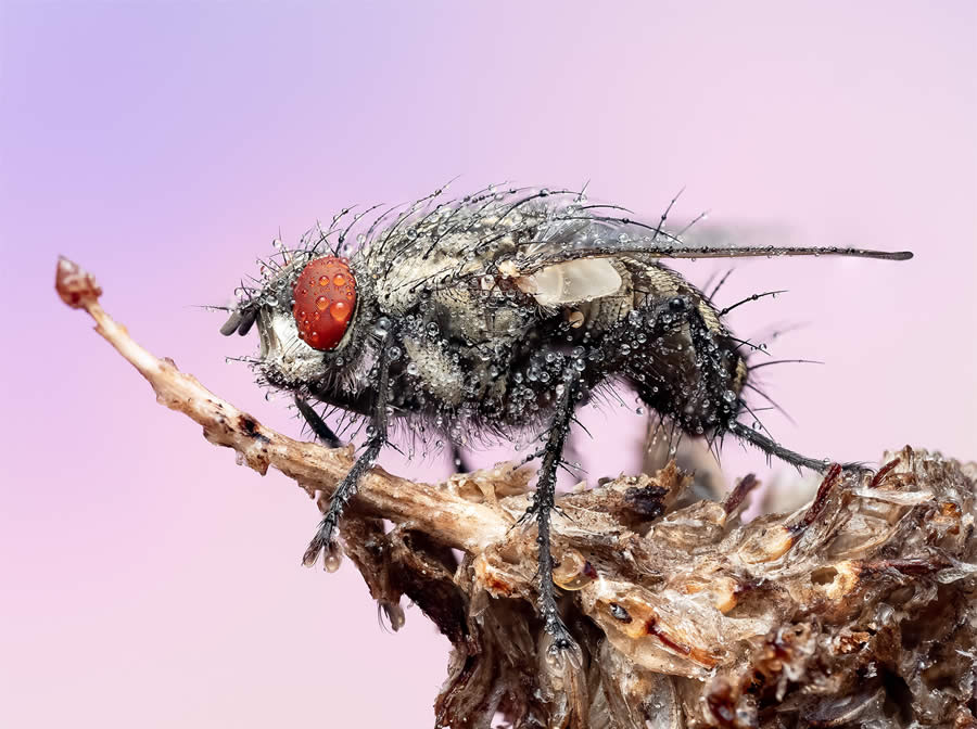 Macro Photography of Insects by Marta Albareda