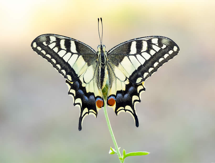 Macro Photography of Insects by Marta Albareda