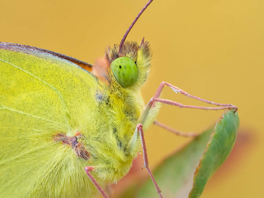 Macro Photography of Insects by Marta Albareda