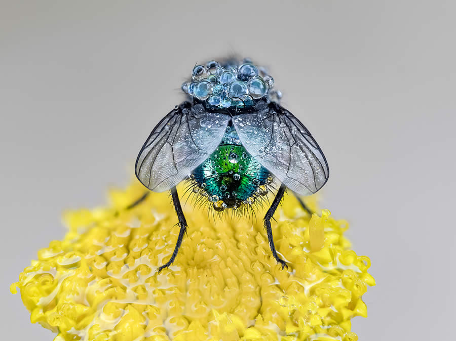 Macro Photography of Insects by Marta Albareda