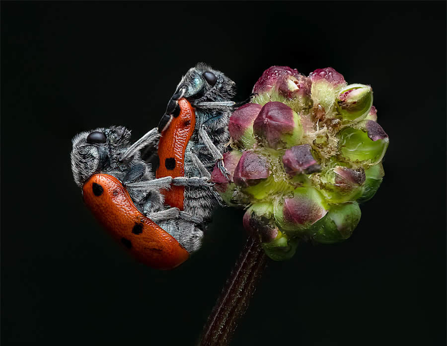 Macro Photography of Insects by Marta Albareda