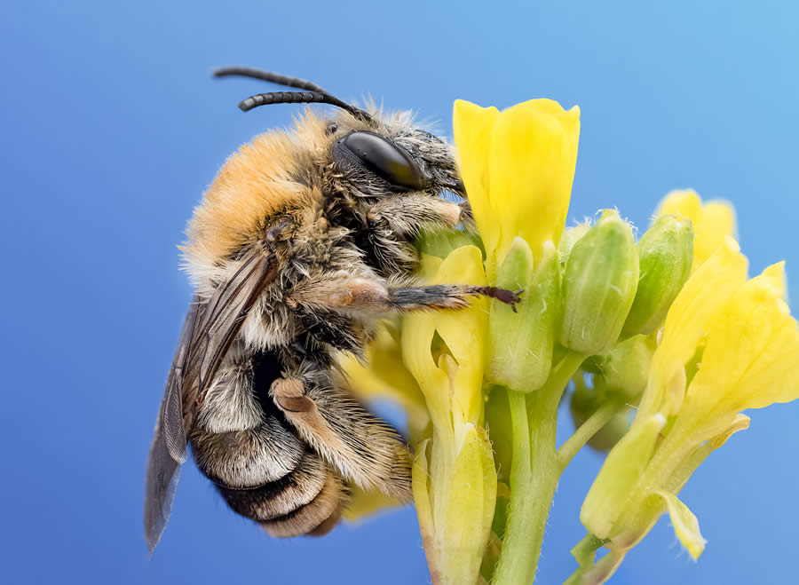 Macro Photography of Insects by Marta Albareda