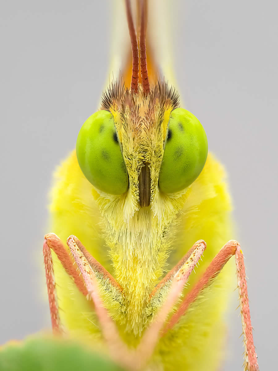 Macro Photography of Insects by Marta Albareda