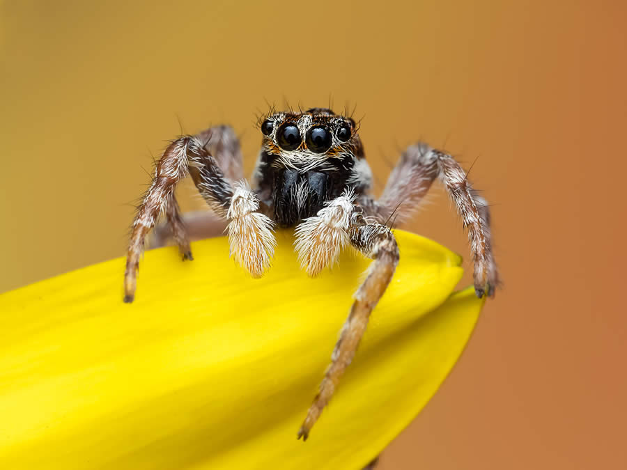 Macro Photography of Insects by Marta Albareda