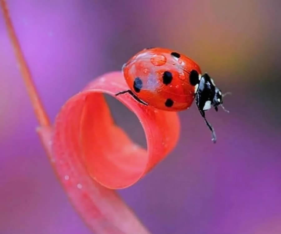 Ladybug Macro Photography by Yasin Mortas