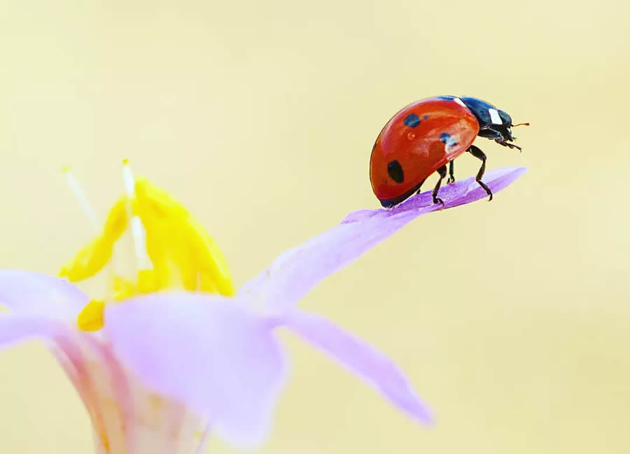 Ladybug Macro Photography by Yasin Mortas