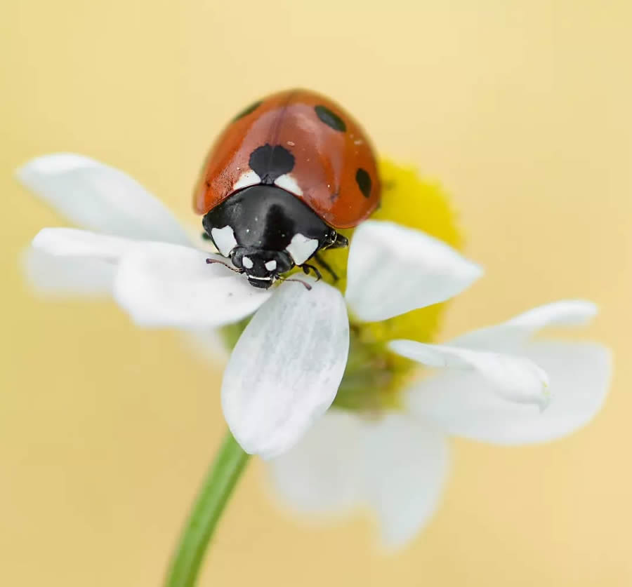 Ladybug Macro Photography by Yasin Mortas