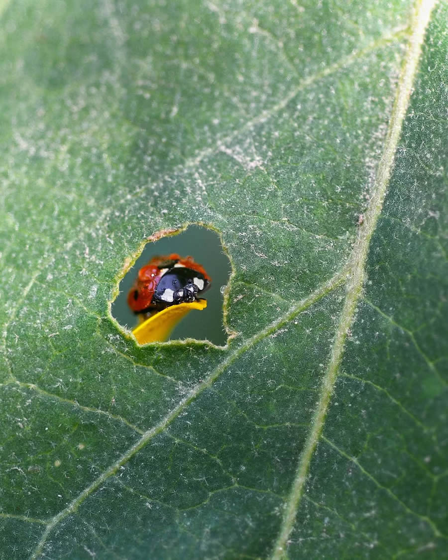 Ladybug Macro Photography by Yasin Mortas