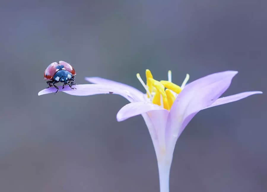 Ladybug Macro Photography by Yasin Mortas