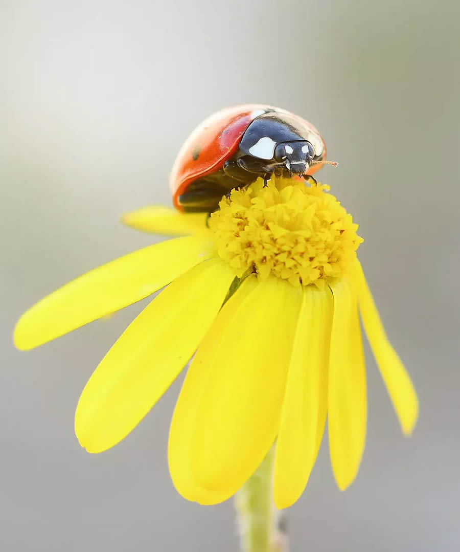 Ladybug Macro Photography by Yasin Mortas