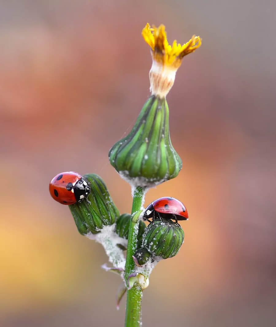 Ladybug Macro Photography by Yasin Mortas