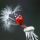 Ladybug Macro Photography by Yasin Mortas