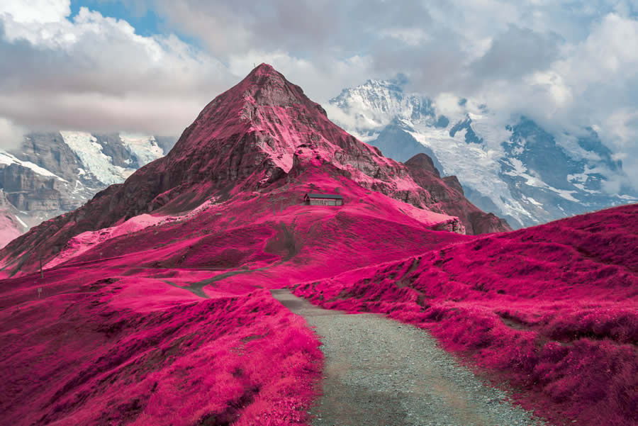 Life in Another Light Infrared Photography Contest 2024 Winners