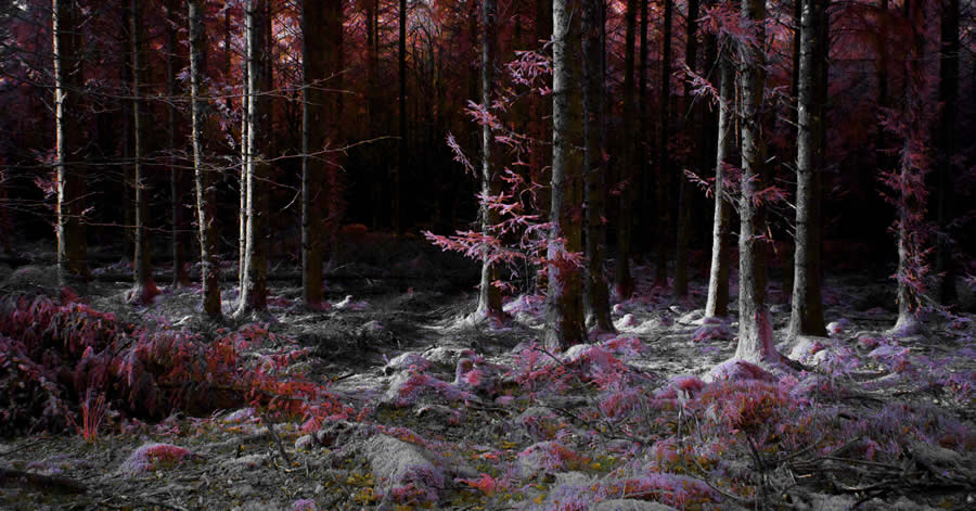 Life in Another Light Infrared Photography Contest 2024 Winners