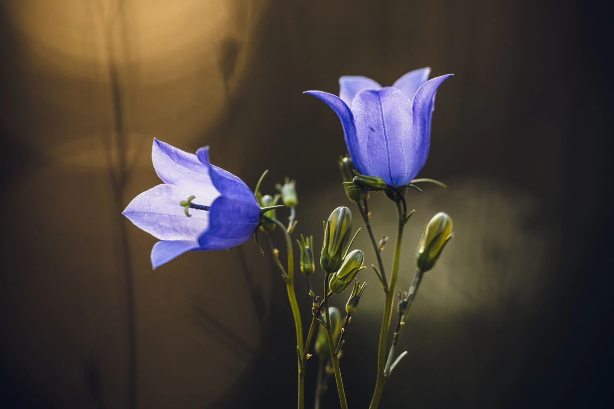 Mesmerizing Macro Photos Of Flowers