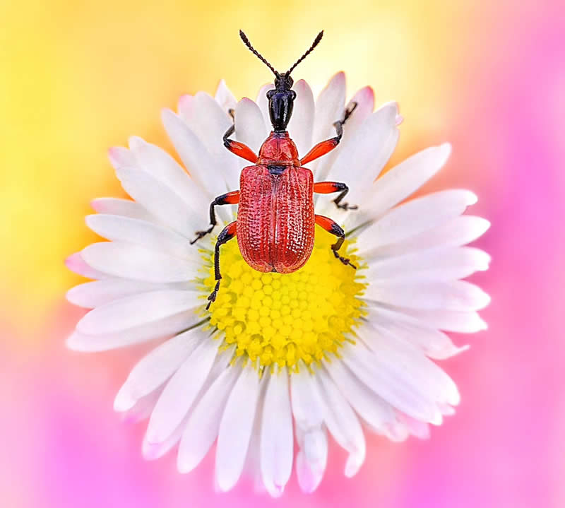 Macro Photography by Monika Blucha from Poland