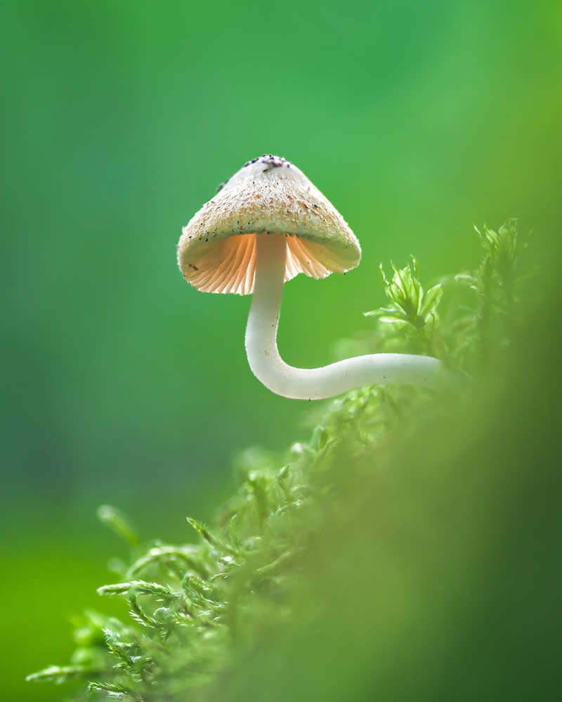 Macro Photography of Mushrooms and Fungi by Riley Loew