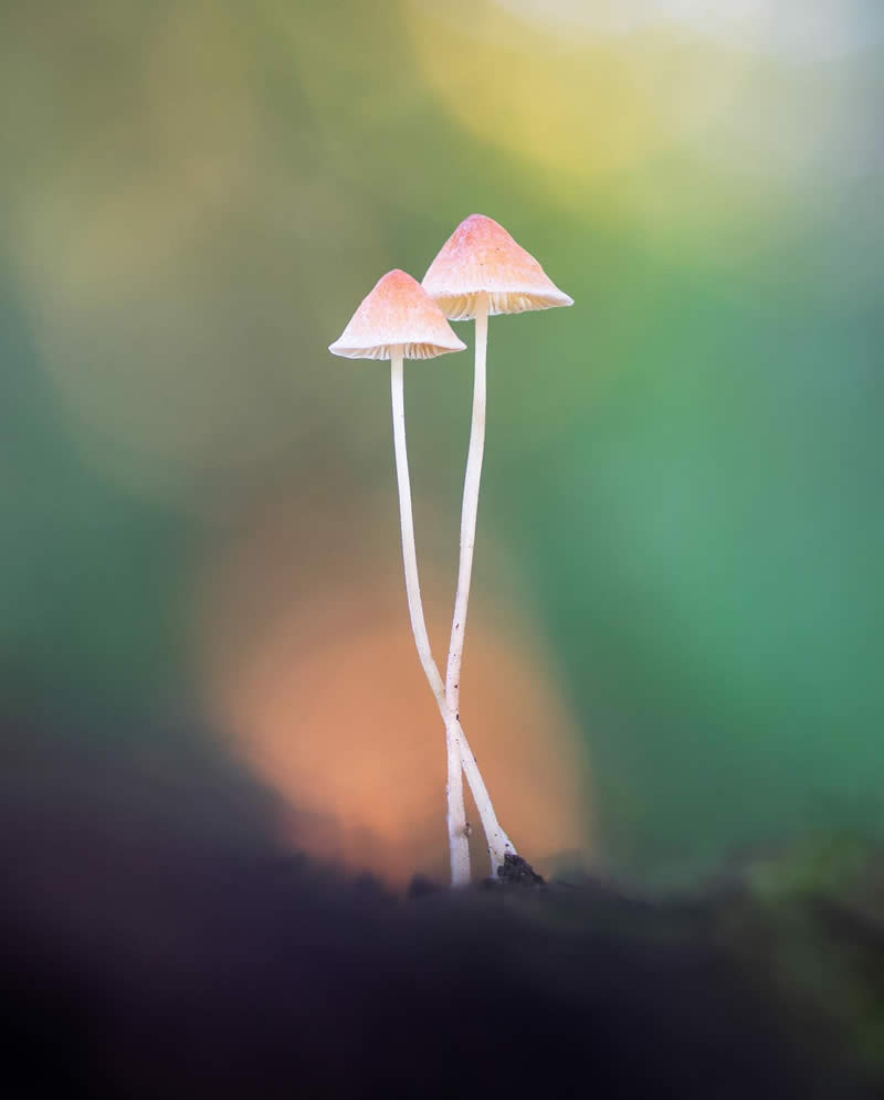 Macro Photography of Mushrooms and Fungi by Riley Loew