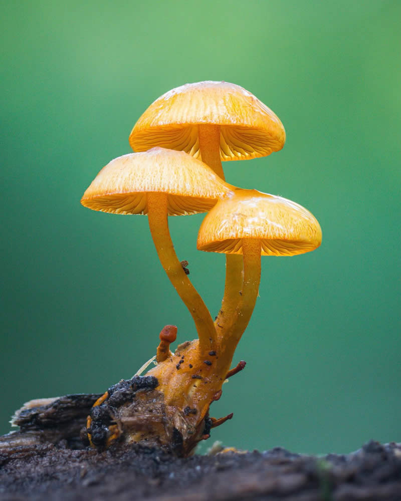 Macro Photography of Mushrooms and Fungi by Riley Loew