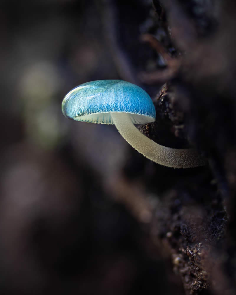 Macro Photography of Mushrooms and Fungi by Riley Loew