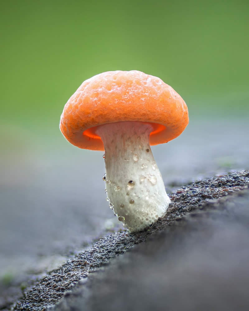 Macro Photography of Mushrooms and Fungi by Riley Loew