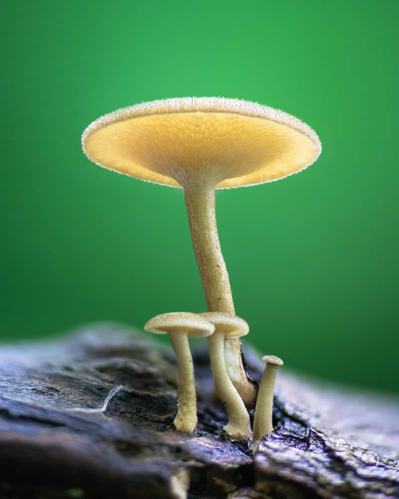 Macro Photography of Mushrooms and Fungi by Riley Loew