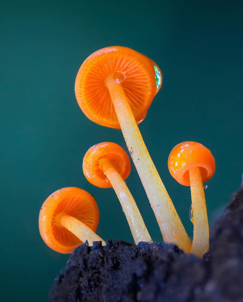 Macro Photography of Mushrooms and Fungi by Riley Loew